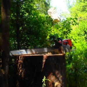 tronçonneuse sur un arbre après abattage