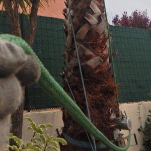 abattage d'un palmier par retention