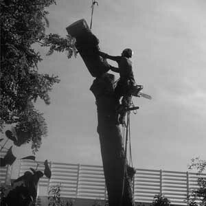 abattage d'arbre sur Béziers