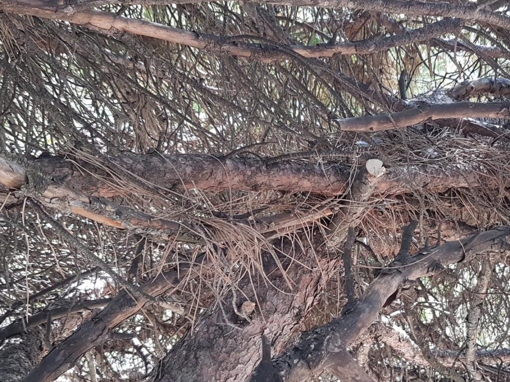 un arbre a élaguer (avant)