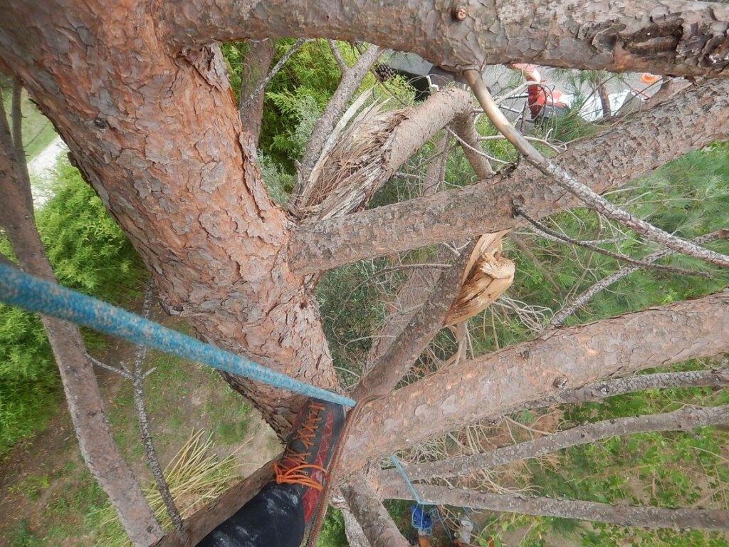 un arbre avec des branches cassées