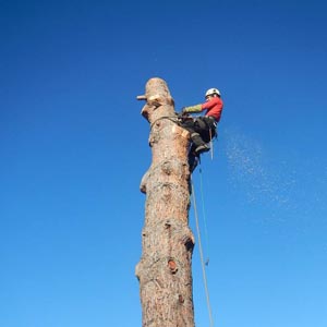 abattage d'un arbre - démontage