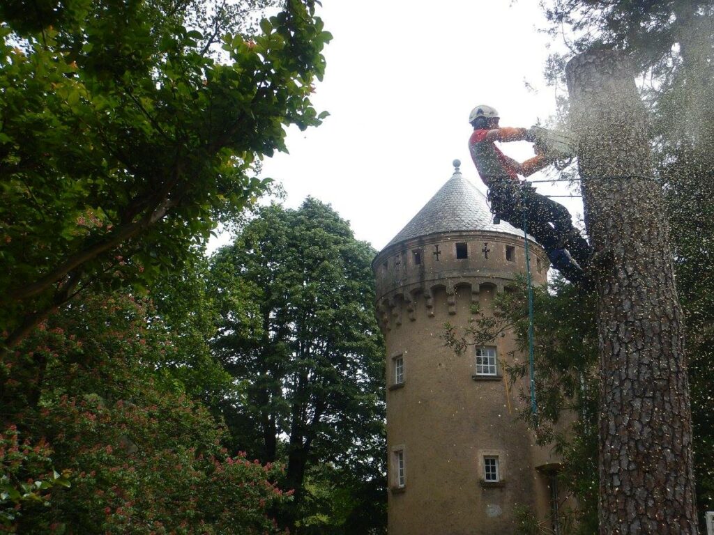 tarif abattage arbre béziers