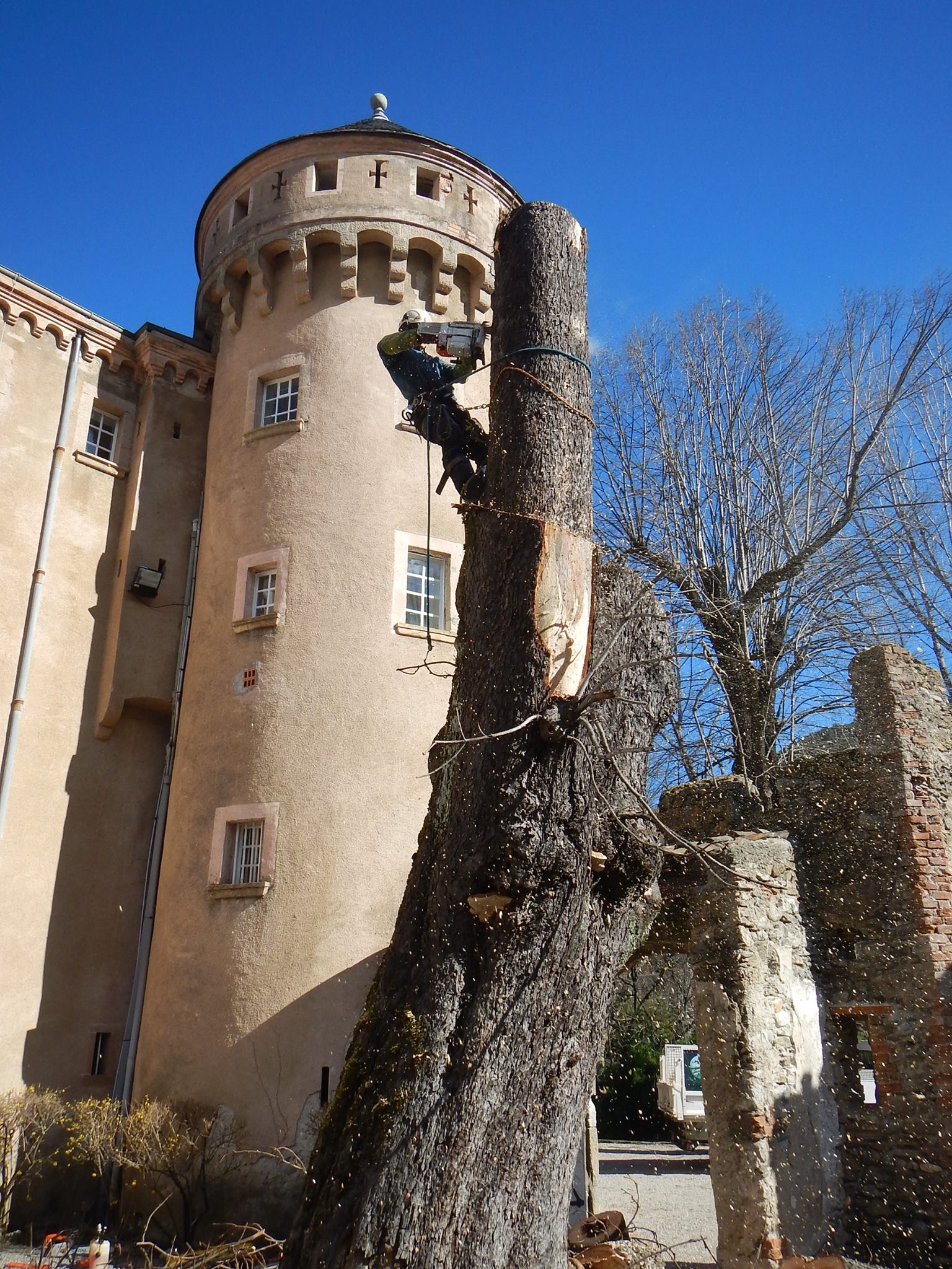 abattage d'un arbre