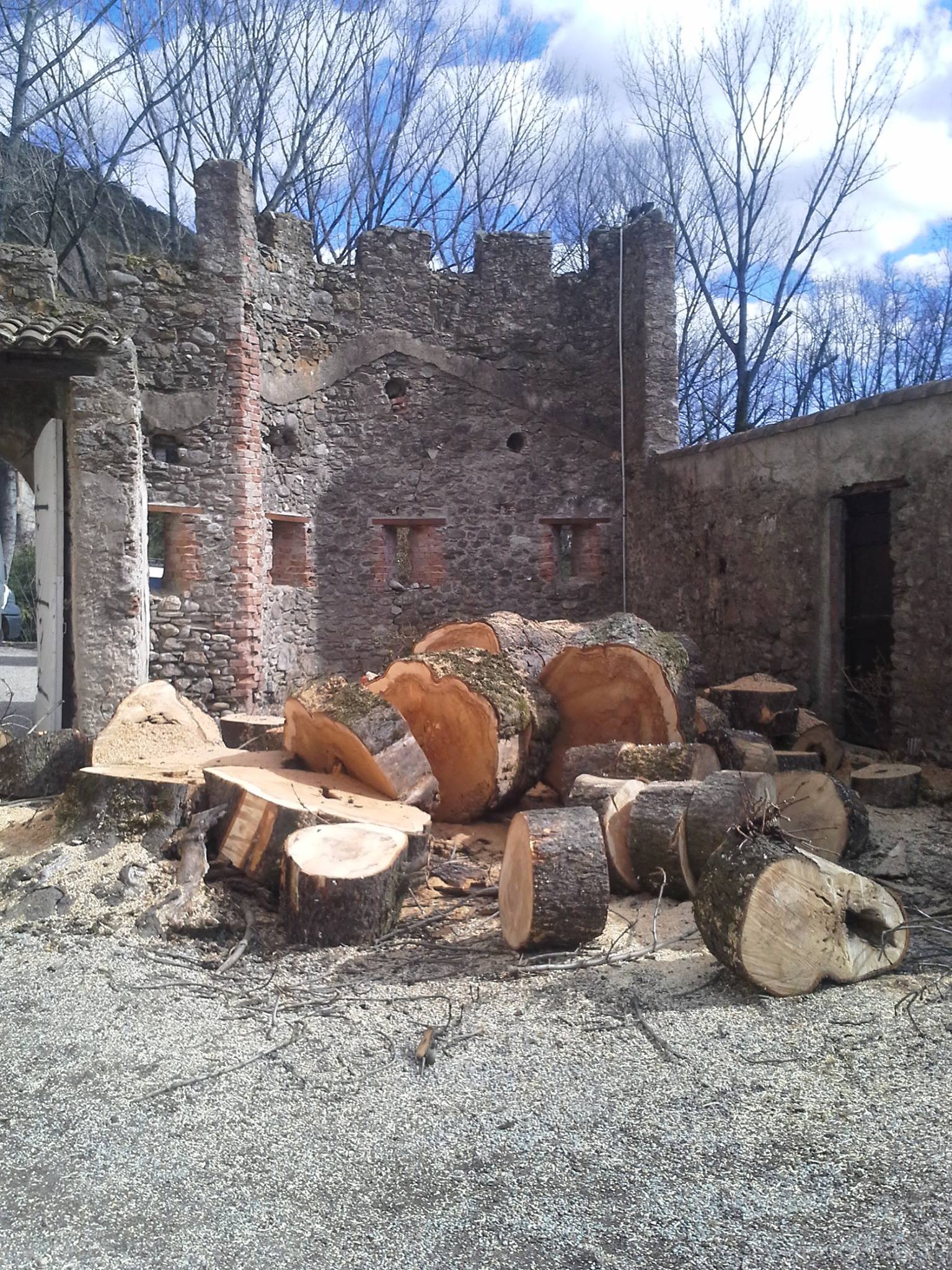 les billots d'un arbre abattu