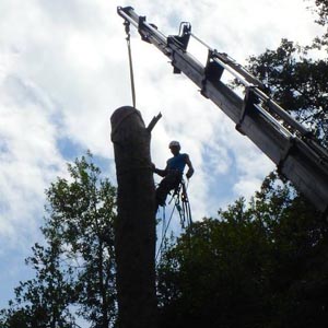 abattage d'un arbre avec grue