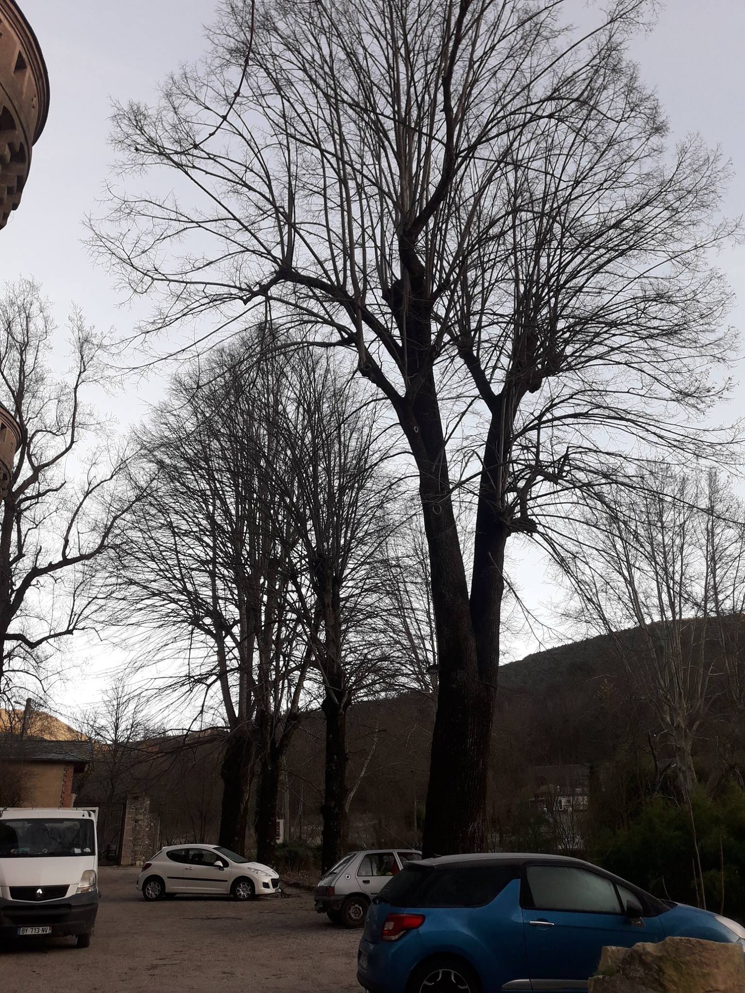 un arbre élagué avant intervention