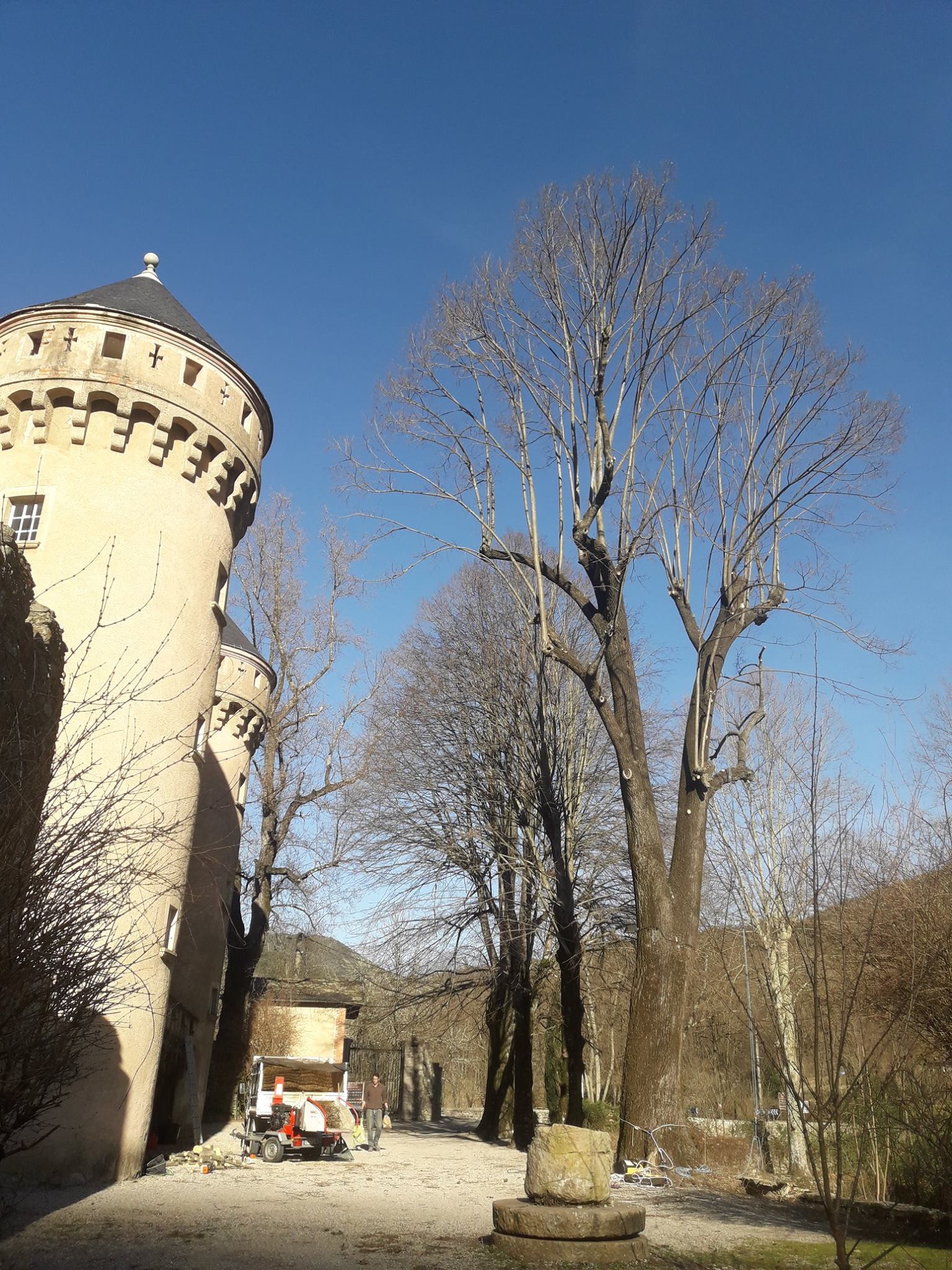 un arbre élagué après intervention