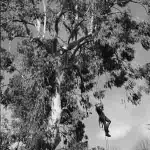 élagage d'un grand arbre