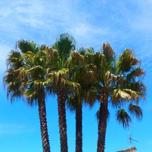 beaux palmiers 