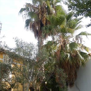 palmiers avec des palmes sèches