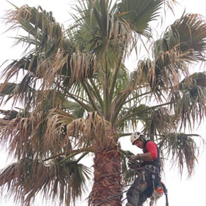 elagage de palmier