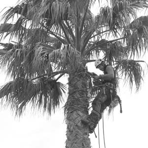 élagage de palmier