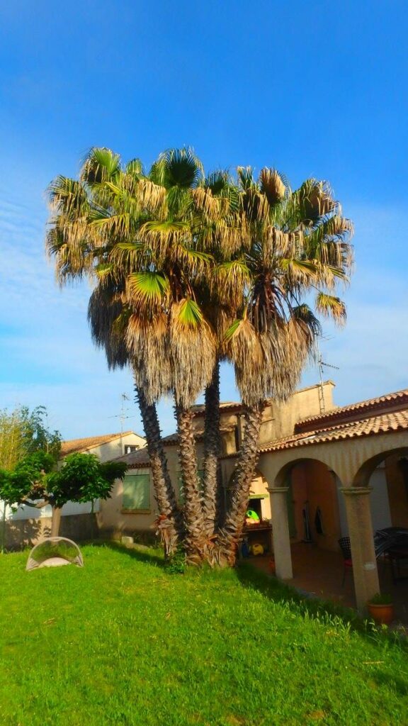 palmier avant élagage dans l'Hérault