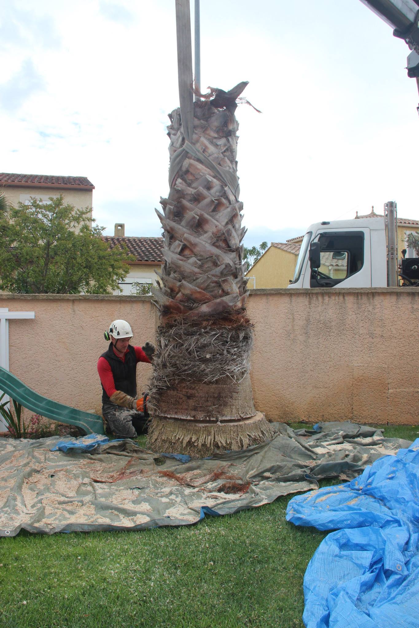 Enlèvement de palmier sur Béziers