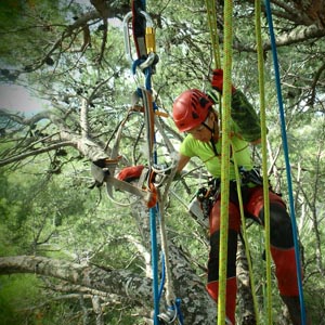 Haubanage d'arbre - Pose de hauban