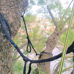 Haubans sur un arbre - Béziers - Hérault