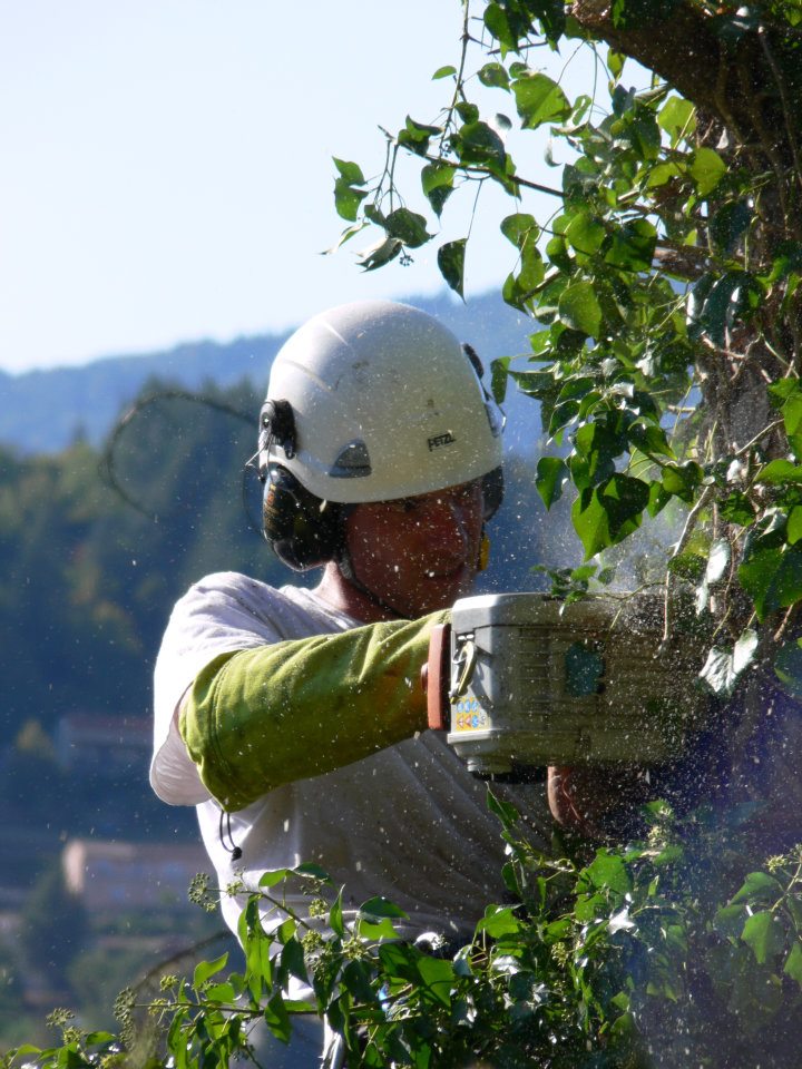 élagueur dans l'Hérault