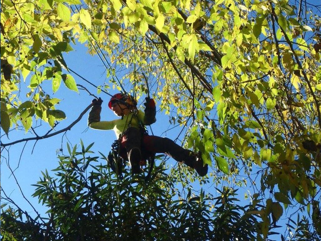 élagage d'un arbre dans l' Hérault